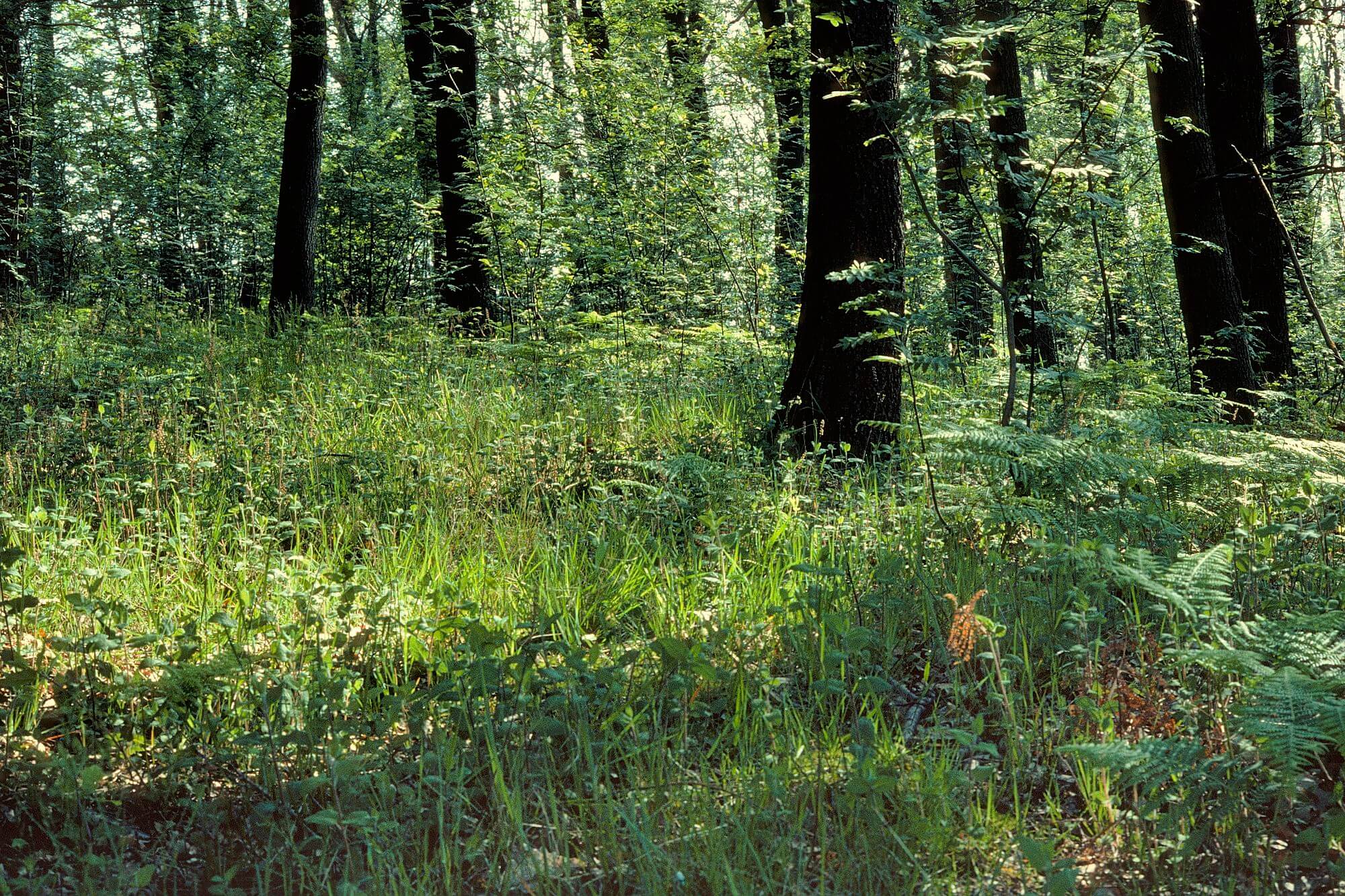 Krautschicht – Natur erforschen